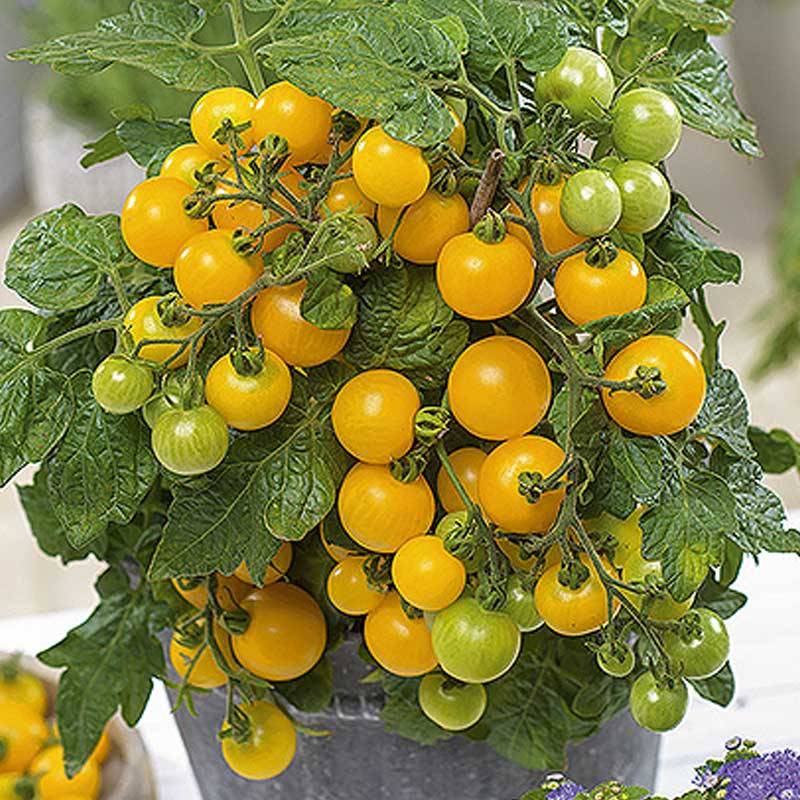Tomat 'Balconi yellow' H