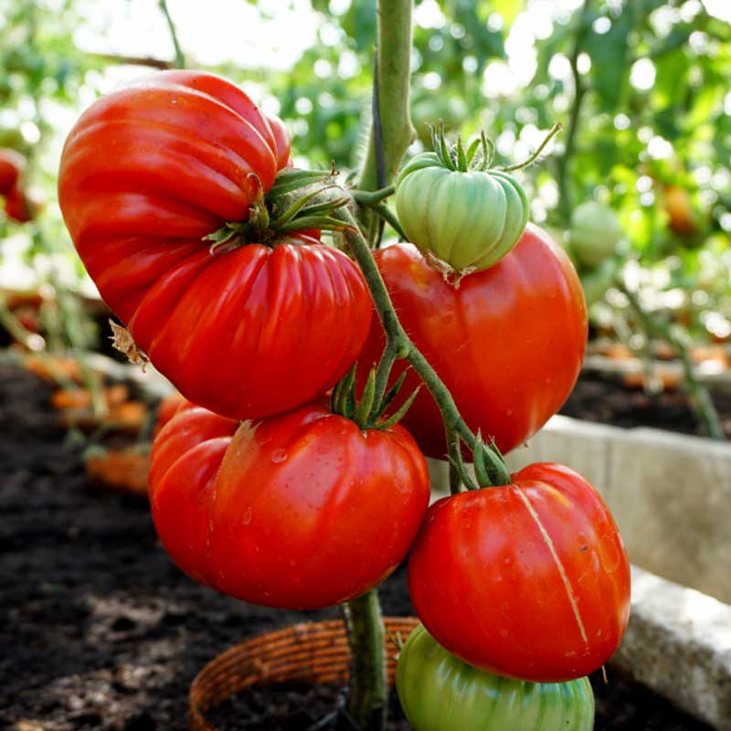 Bifftomat 'Gourmandia' H