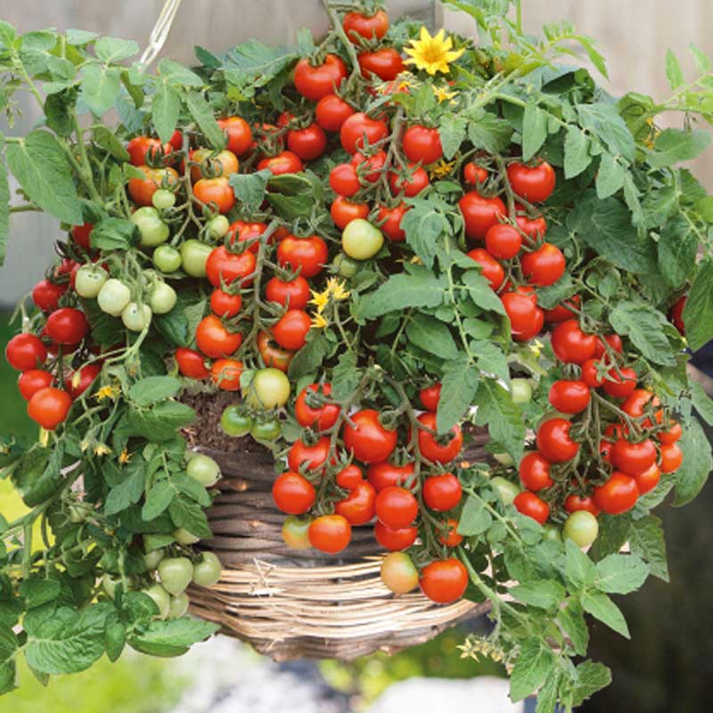 Tomat 'Gartenperle'