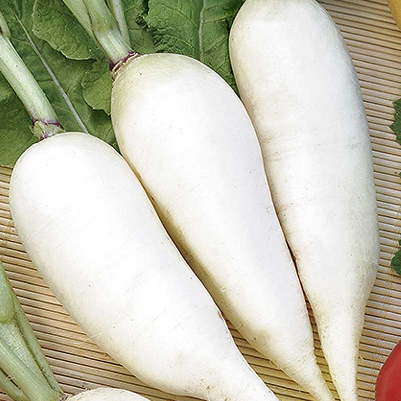 Reddik 'Agata'