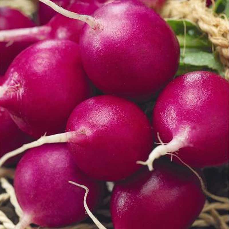 Rädisa 'Viola'