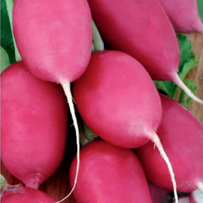Rädisa 'Jutrezenka'