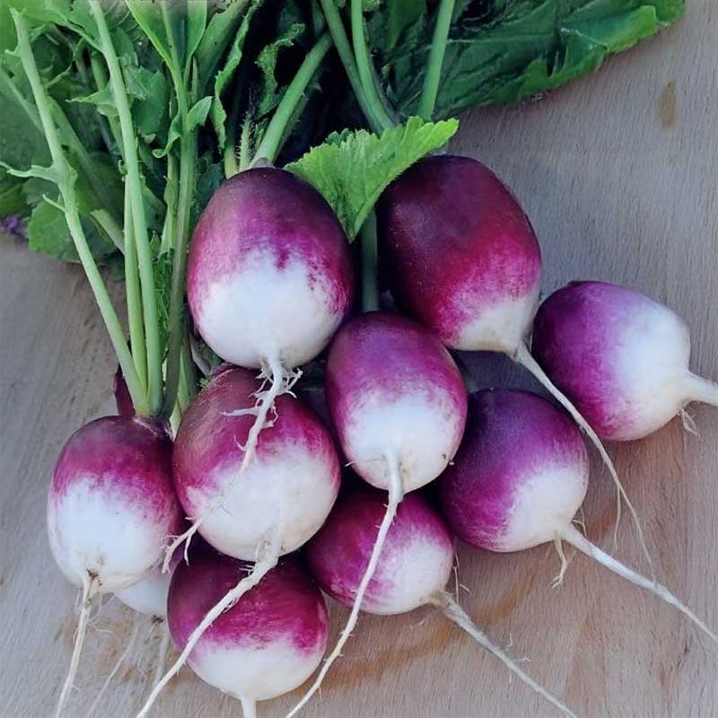 Rädisa 'Diana'