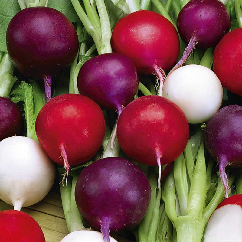 Rädisa 'Riesen Von Aspern Viola Sniežka'