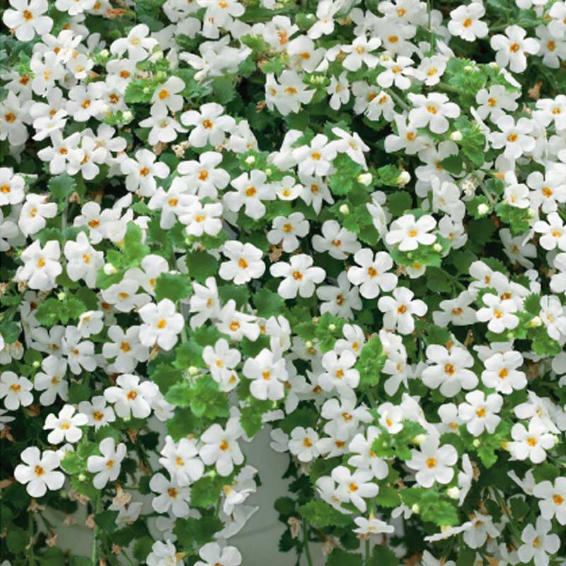 Snöflinga
