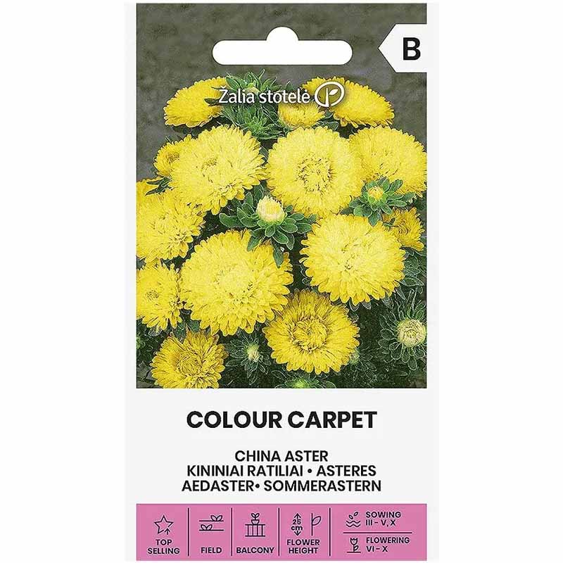 Sommaraster 'Colour Carpet' Gul
