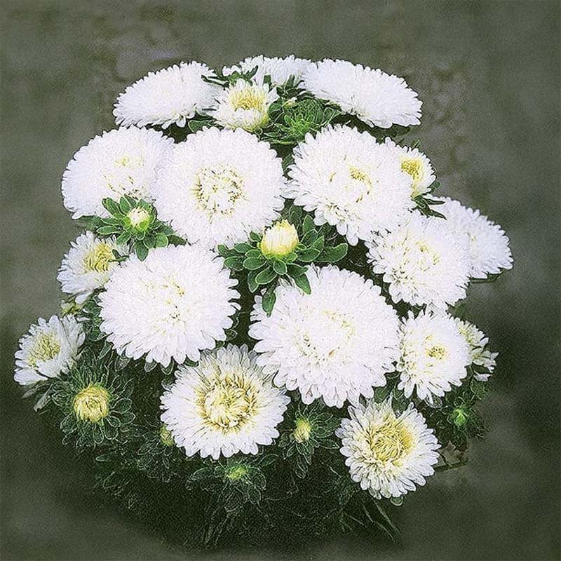 Sommerasters 'Colour Carpet' Hvit