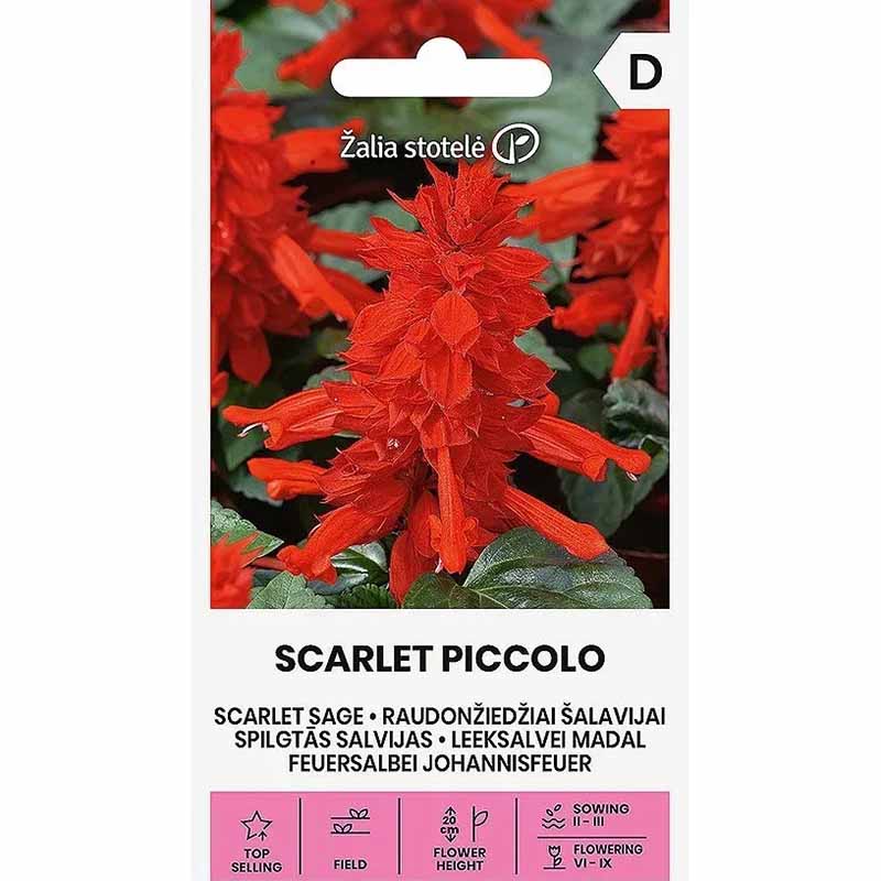 Praktsalvia 'Scarlet Piccolo'