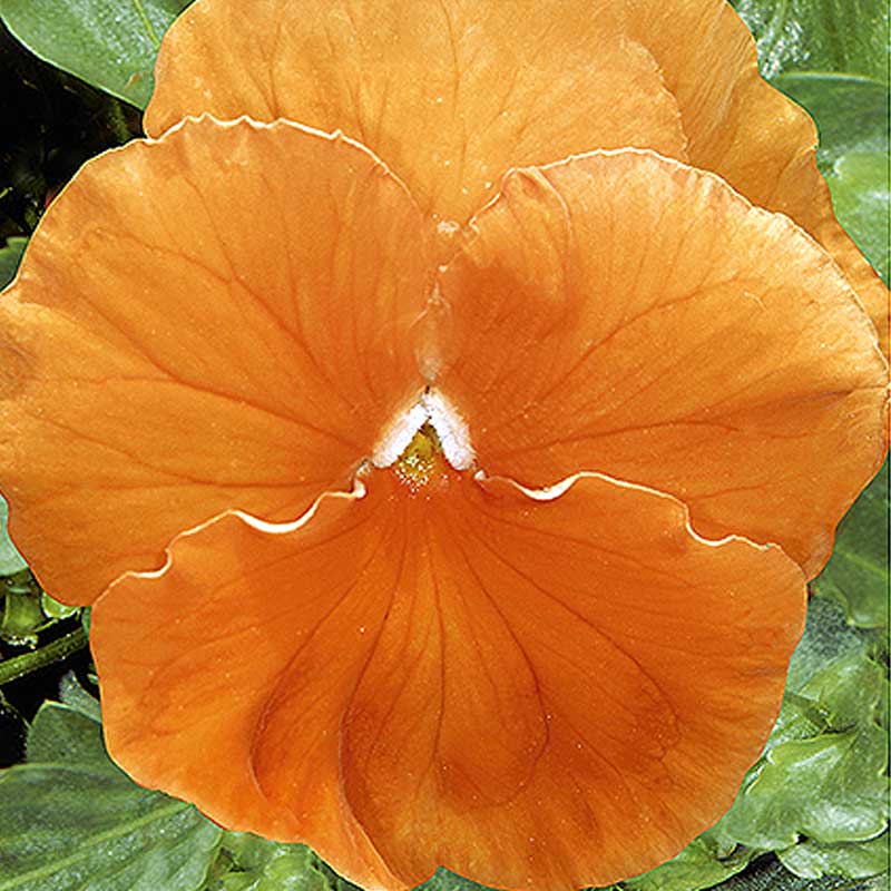 Pensé 'Orange sun'