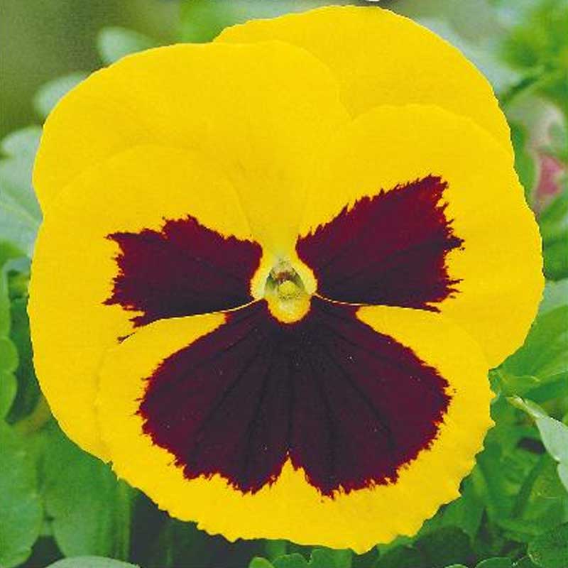 Pensé 'Rhinegold'