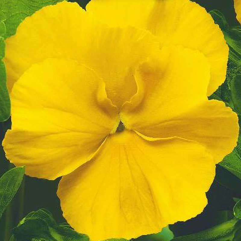 Pensé 'Coronation gold'
