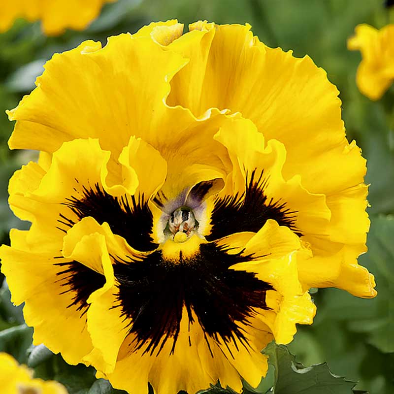 Pensé 'Frizzle sizzle' H