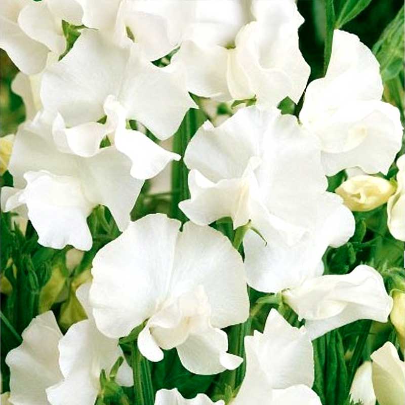 Luktärt 'White ensign'