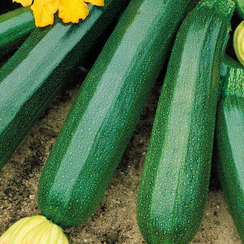 Squash 'Black beuty'