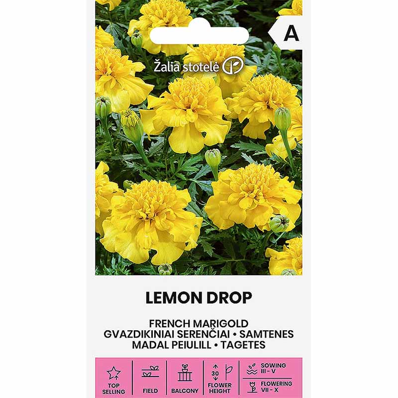 Fløyelsblomst 'Lemon Drop'
