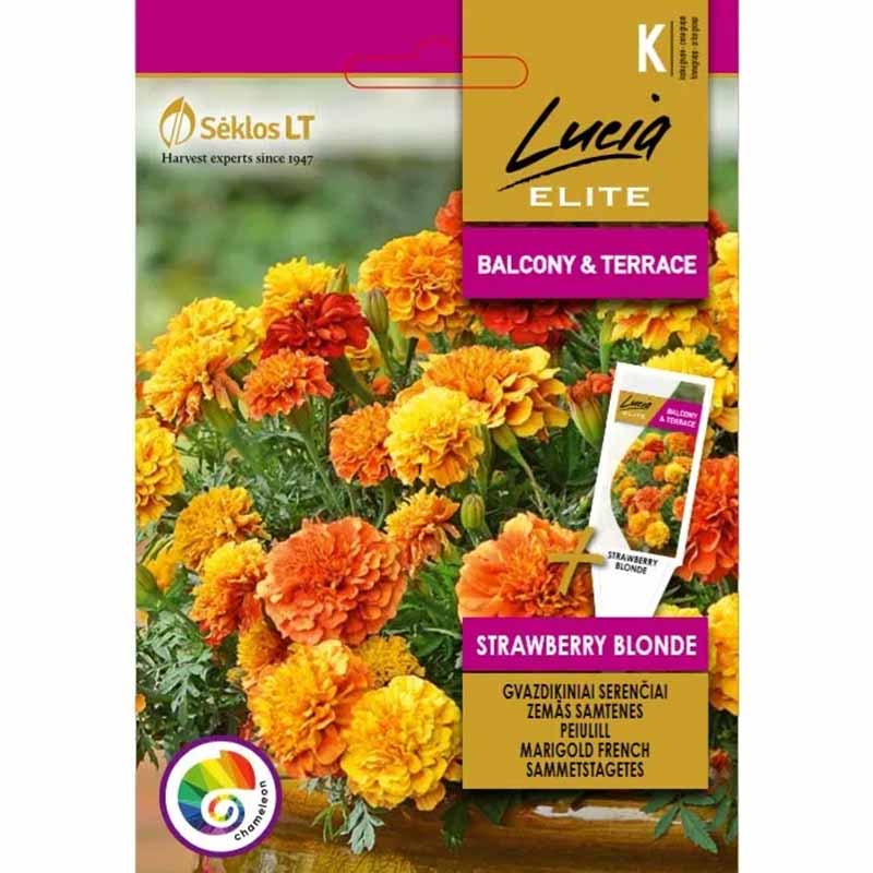 Fløyelsblomst 'Strawberry blonde'