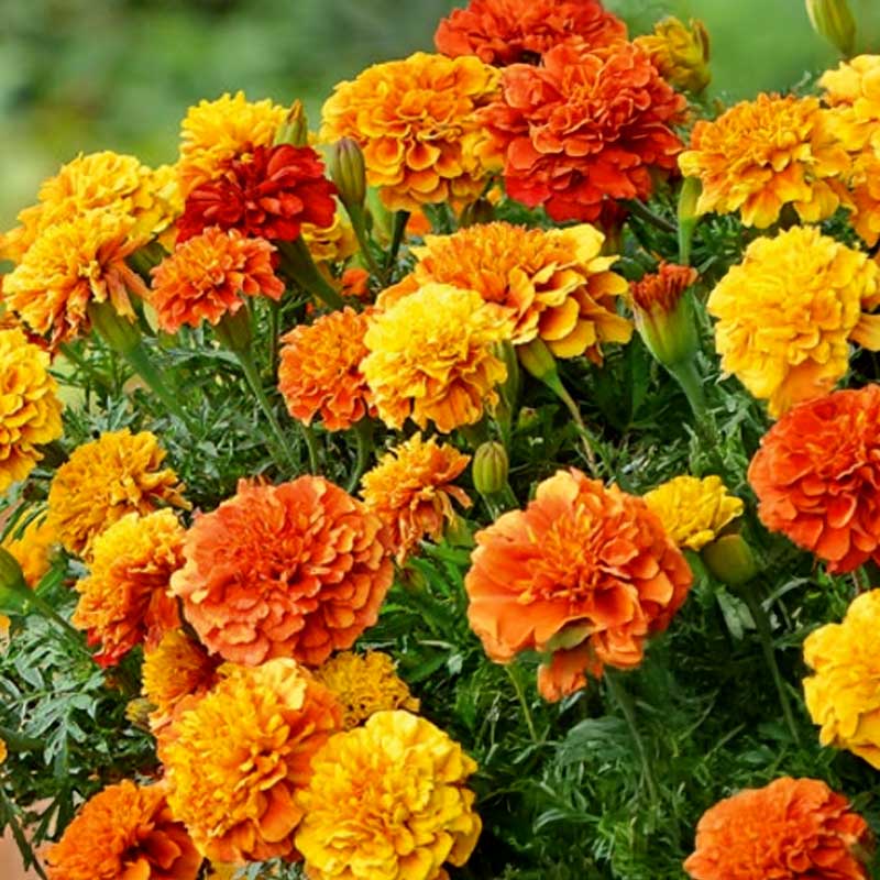 Fløyelsblomst 'Strawberry blonde'