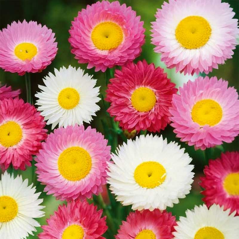 Roseneternell
