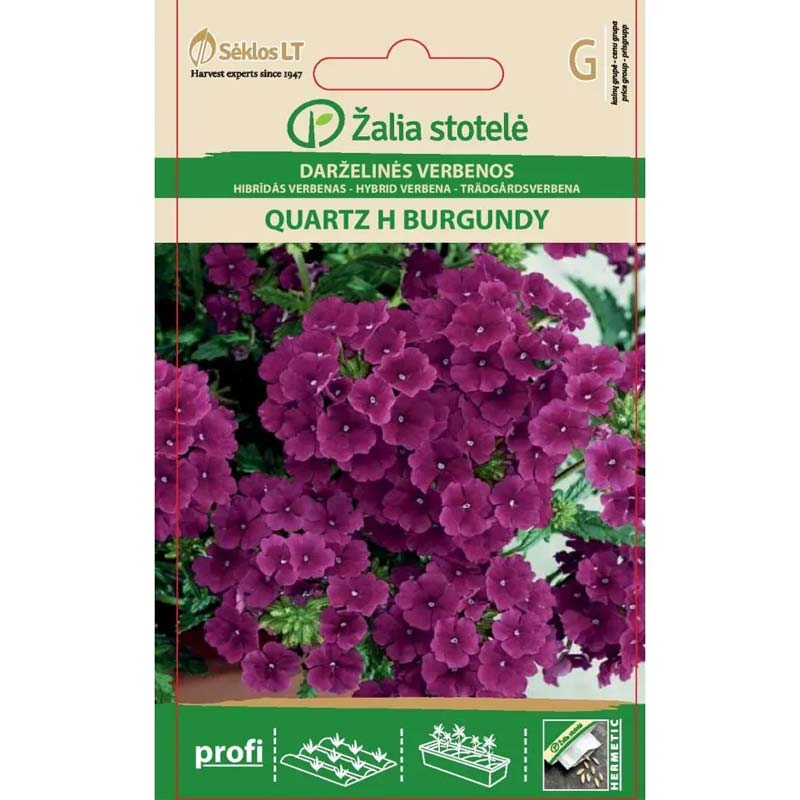 Trädgårdsverbena 'Quartz' h burgundy'