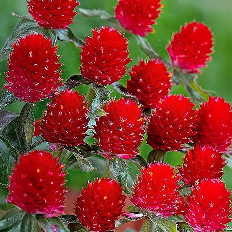 Röd guldamarant 'Strawberry fields'