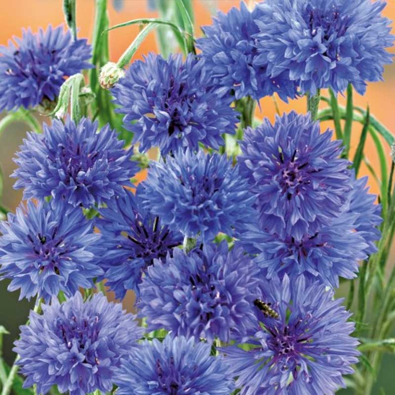 Blåklint 'Blue ball'