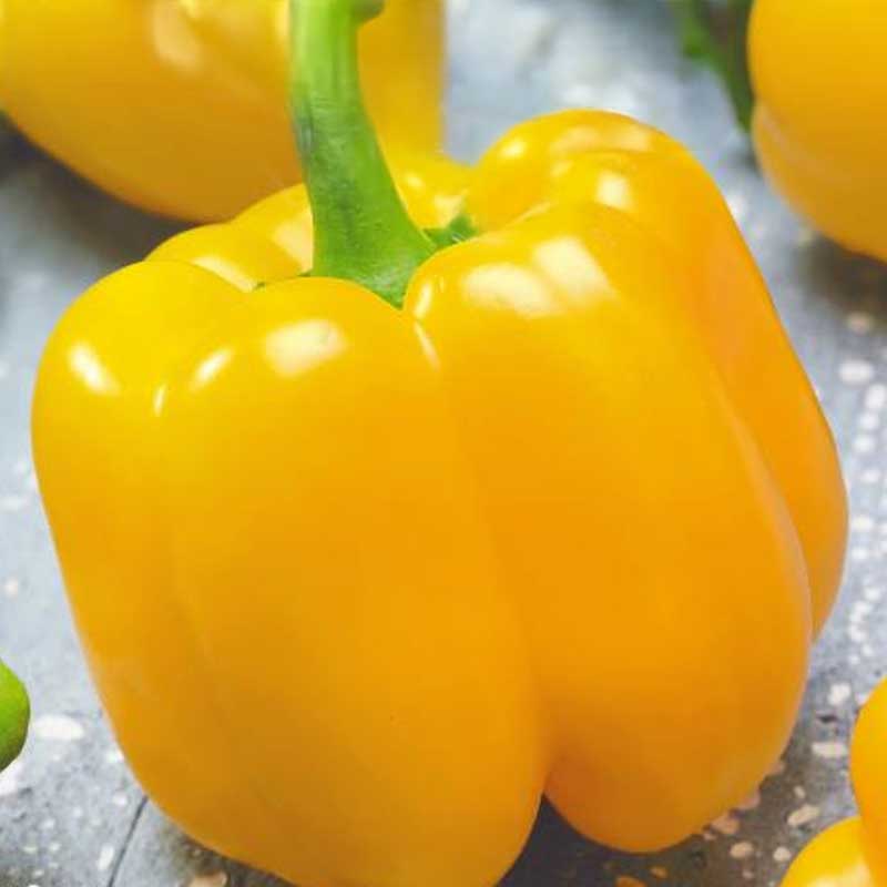 Paprika 'Quadrato d'asti giallo'