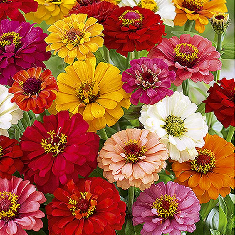 Zinnia