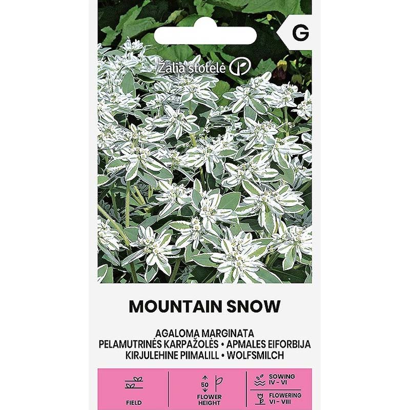 Broktörel 'Mountain snow'