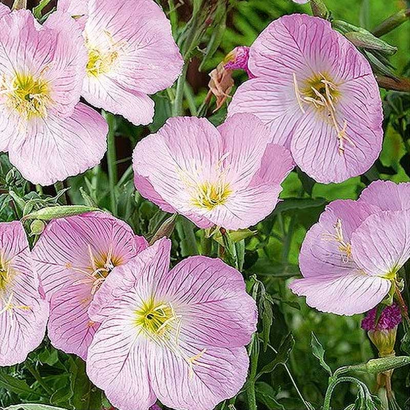 Silvernattljus rosa